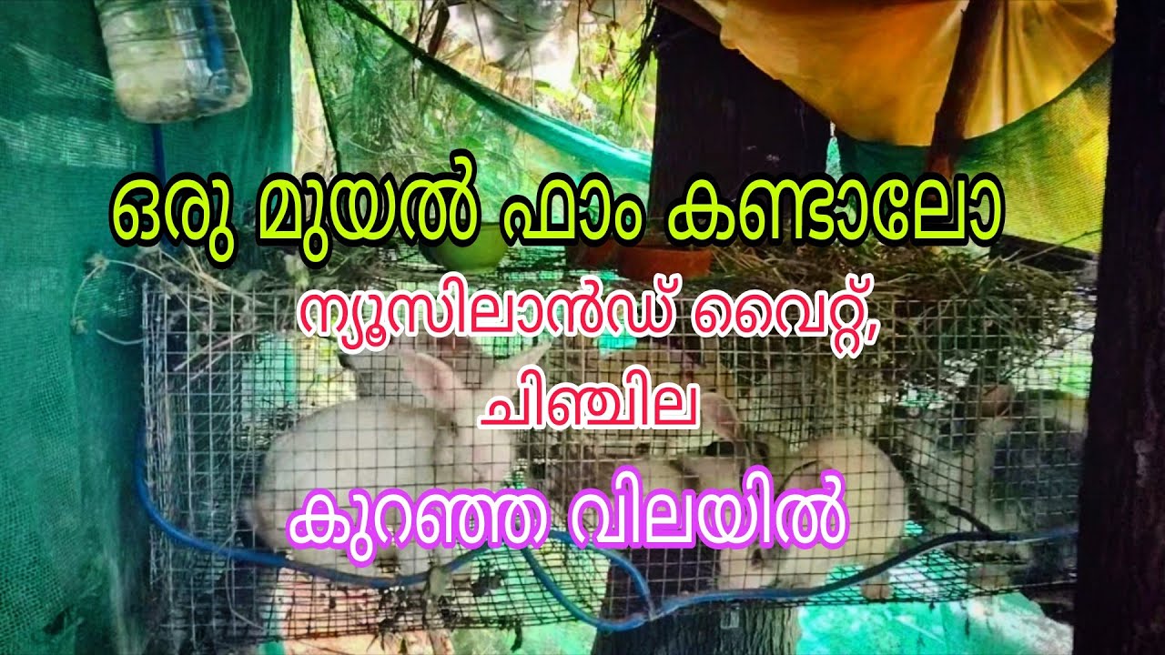 ഒരു അടിപൊളി മുയൽ ഫാം, ന്യൂസിലാൻഡ് വൈറ്റ്, ചിഞ്ചില വെറൈറ്റികൾ, കുറഞ്ഞ വിലക്ക് 