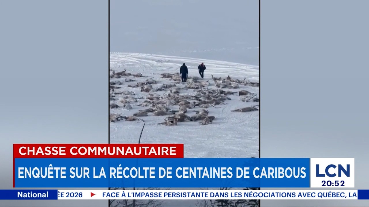 Plus de 300 caribous abattus au nord de Schefferville: enquête en cours