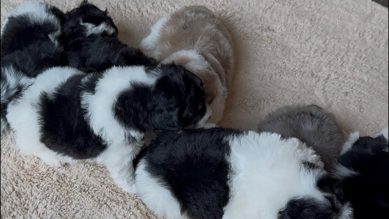 Maggie & Bongo’s babies are 3 weeks! #bernedoodle #puppies