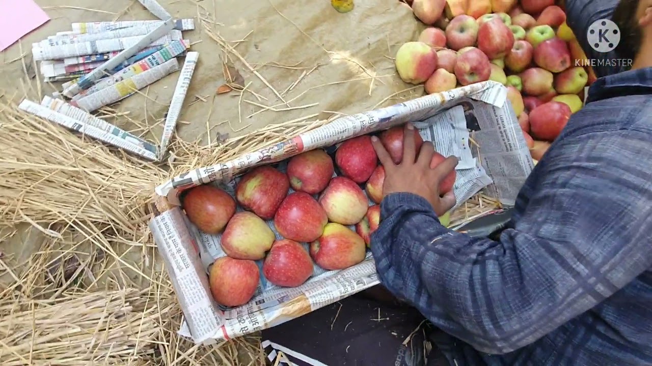 Apple 🍎  Packing In Kashmir [[4 Layer Box]]