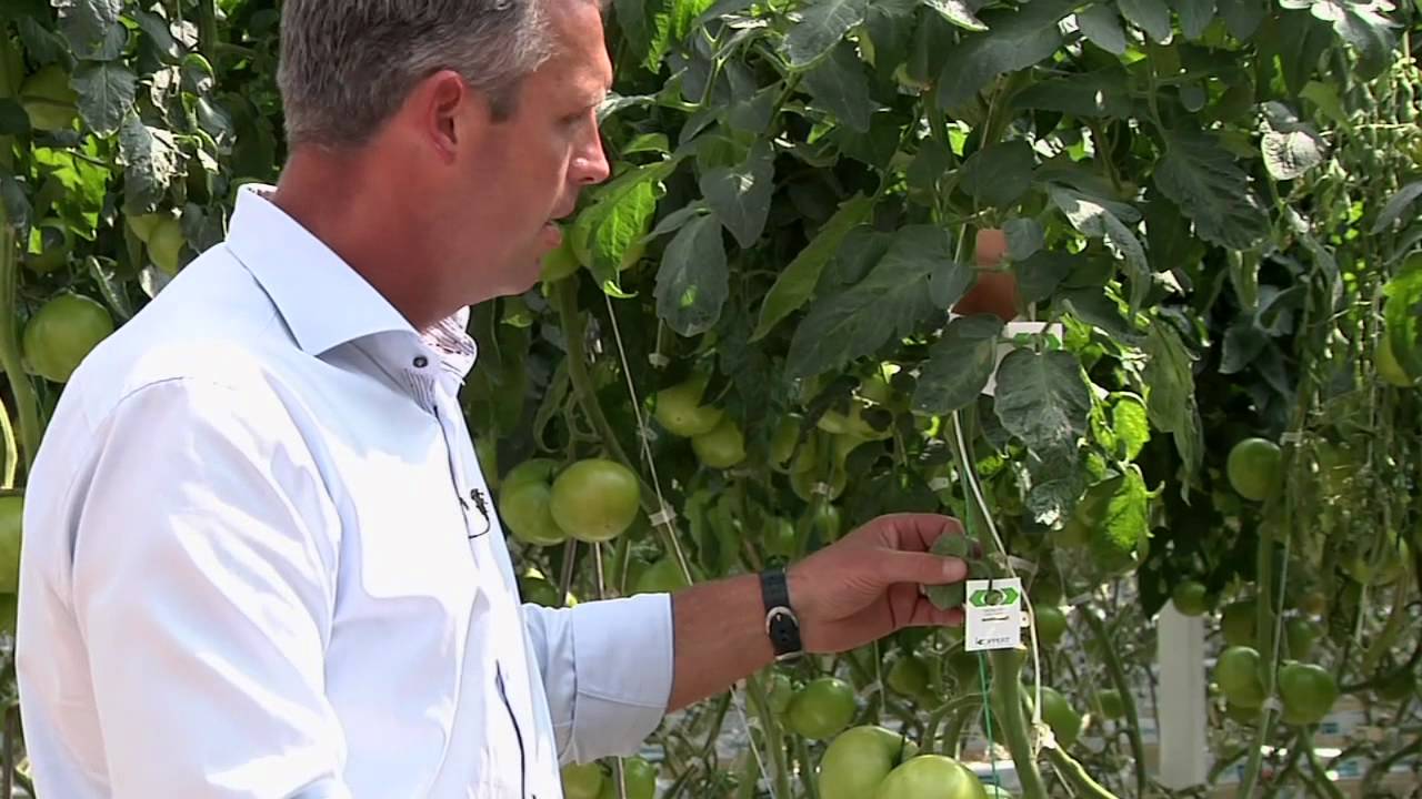 Biological Control of Greenhouse Pests