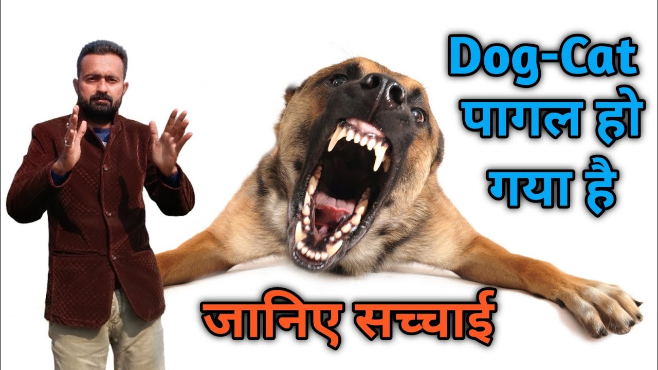 Dosto क्या real मे Dog-Cat पागल हो जाते है, जानिए सच्चाई?