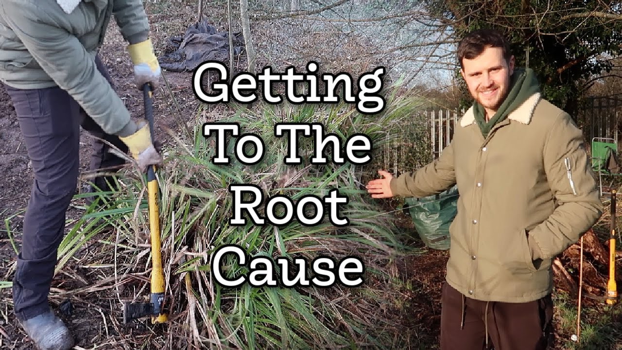Getting to the Root of My Allotment Problems