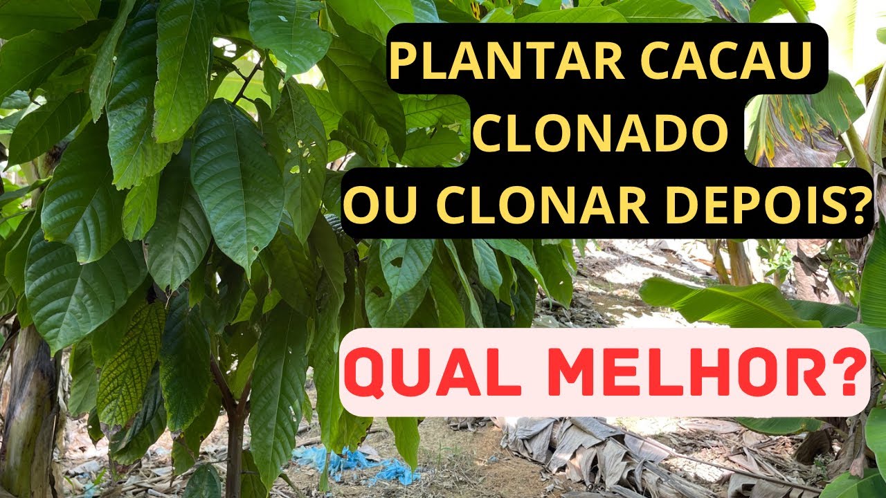 CACAU É OURO | CACAU PLANTAR CLONADO VALE A PENA? DICA SOBRE PLANTAÇÃOO DE CACAU