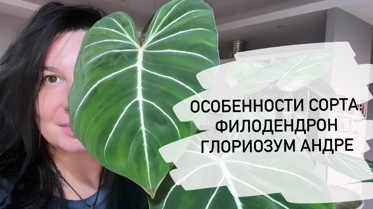 Филодендрон Глориозум Андре