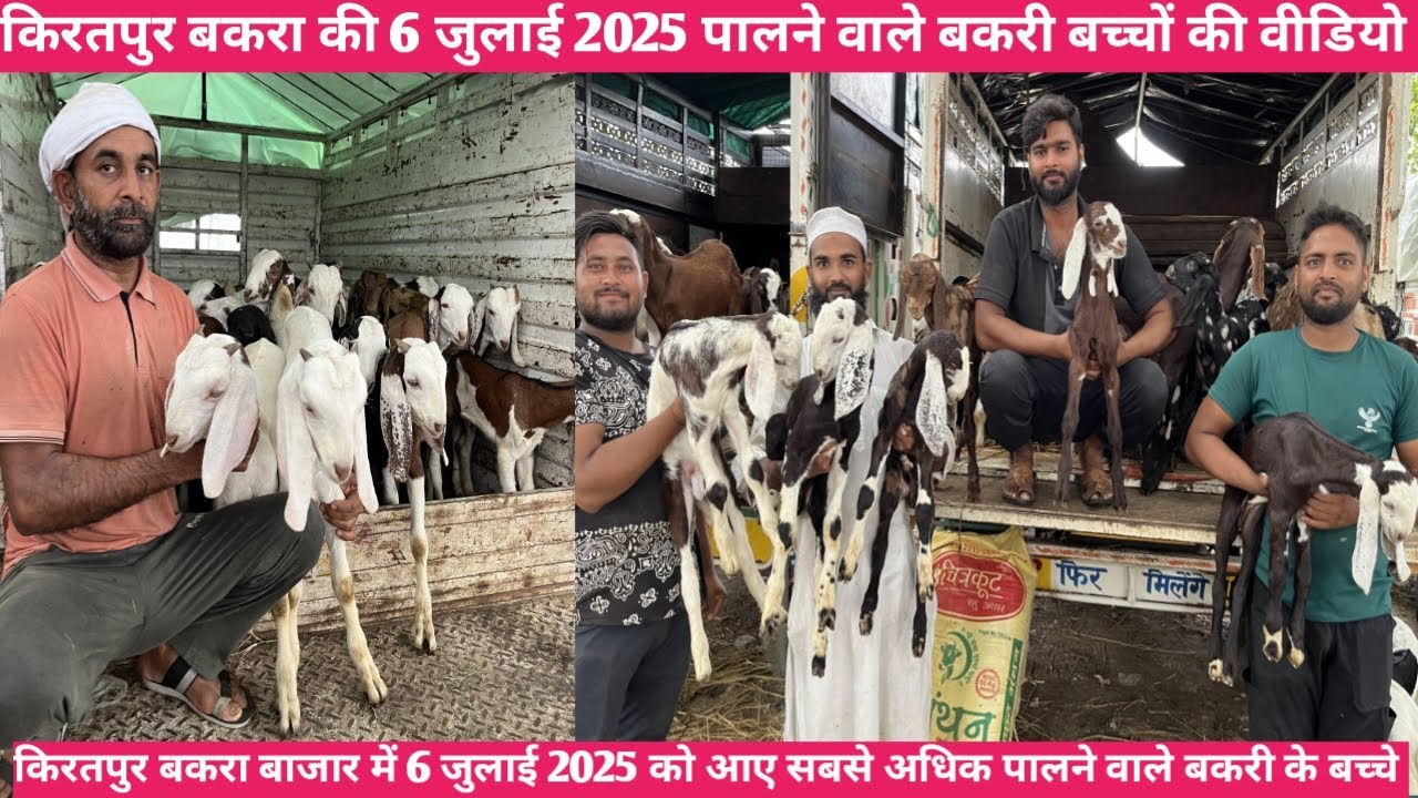 किरतपुर बकरा बाजार की 6 जुलाई 2025 पालने वाले बकरी के छोटे बच्चों की वीडियो पालने वाले बकरी के बच्चे