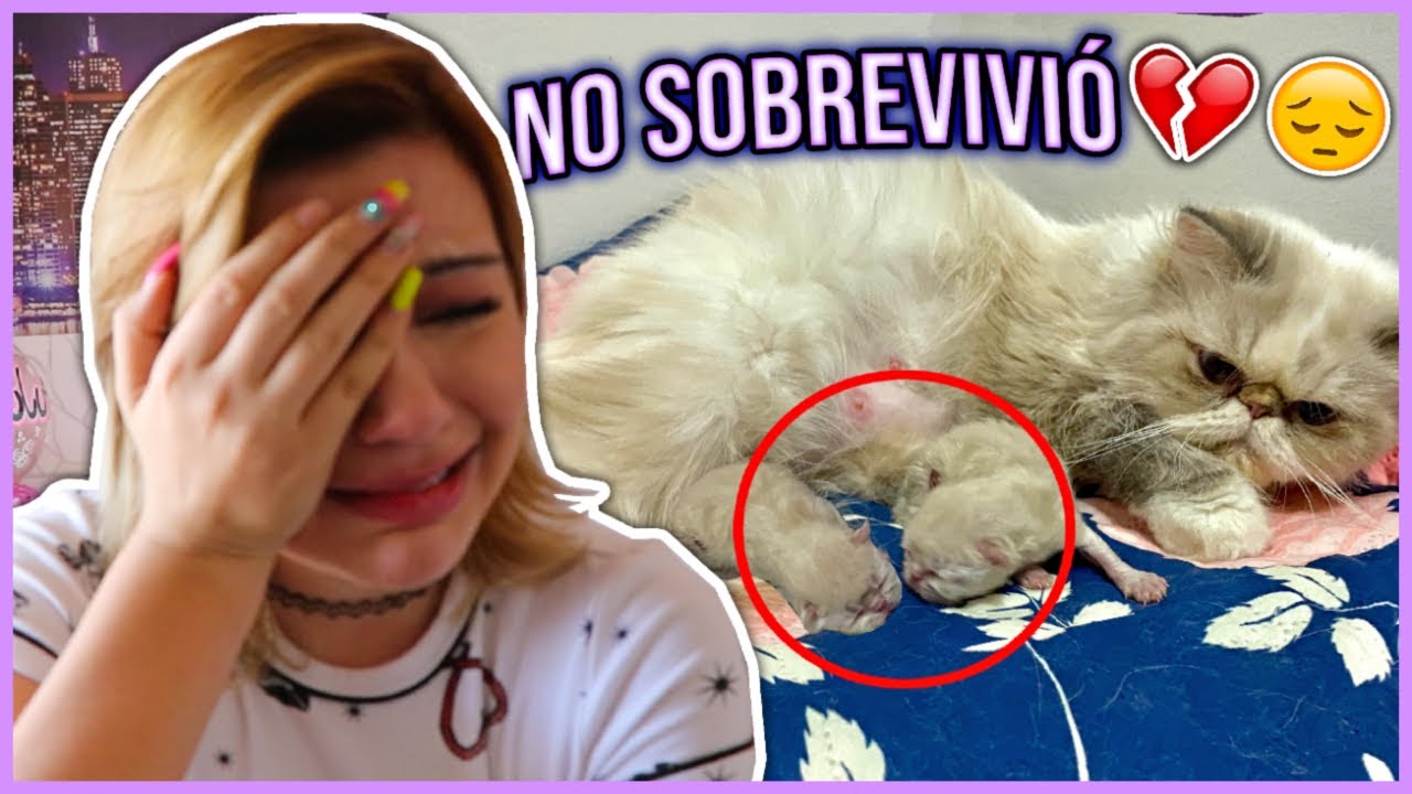 YA NACIERON LOS GATITOS 😔 UN VIDEO MUY TRISTE - Lulu99