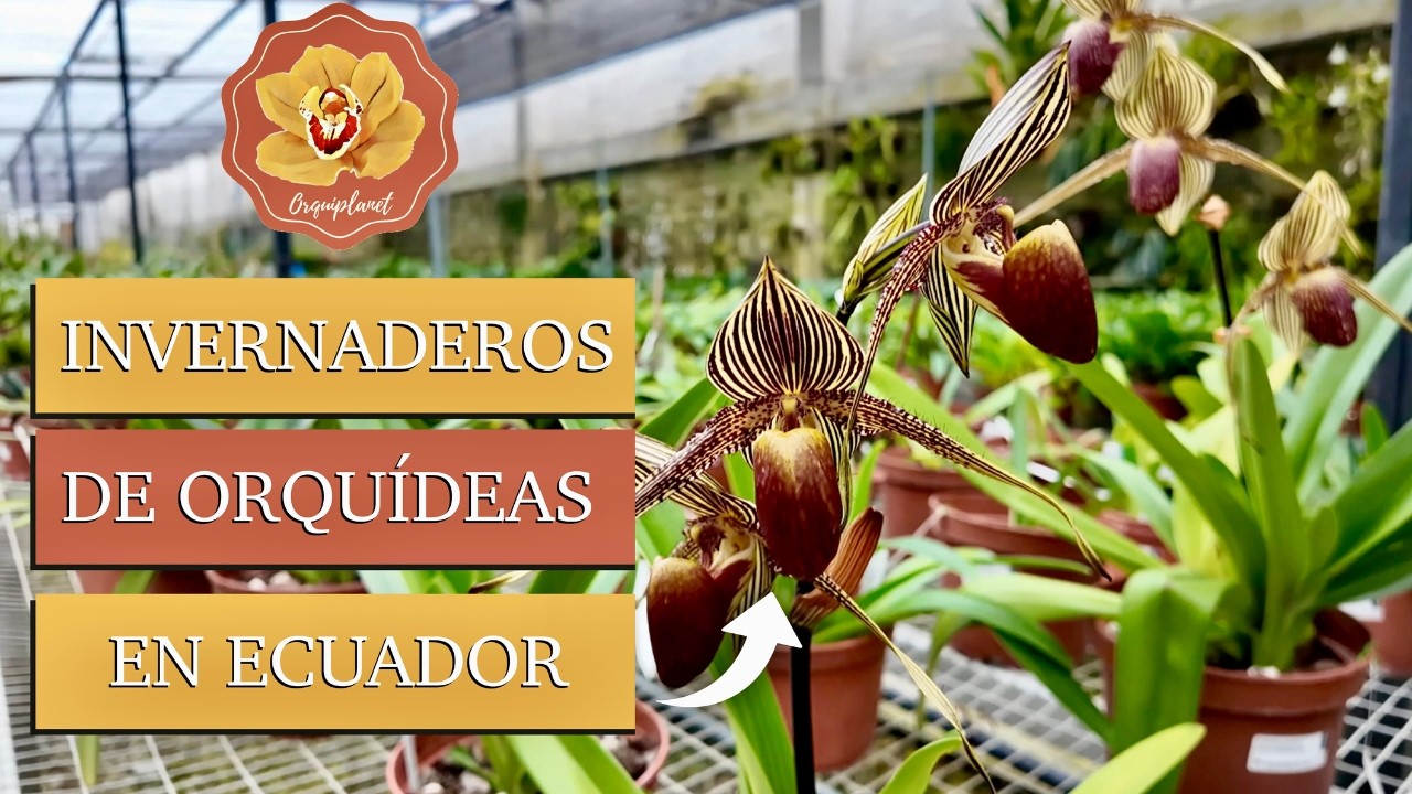 Visitamos una Empresa que Produce Orqu&iacute;deas &iexcl;As&iacute; se Cultivan!