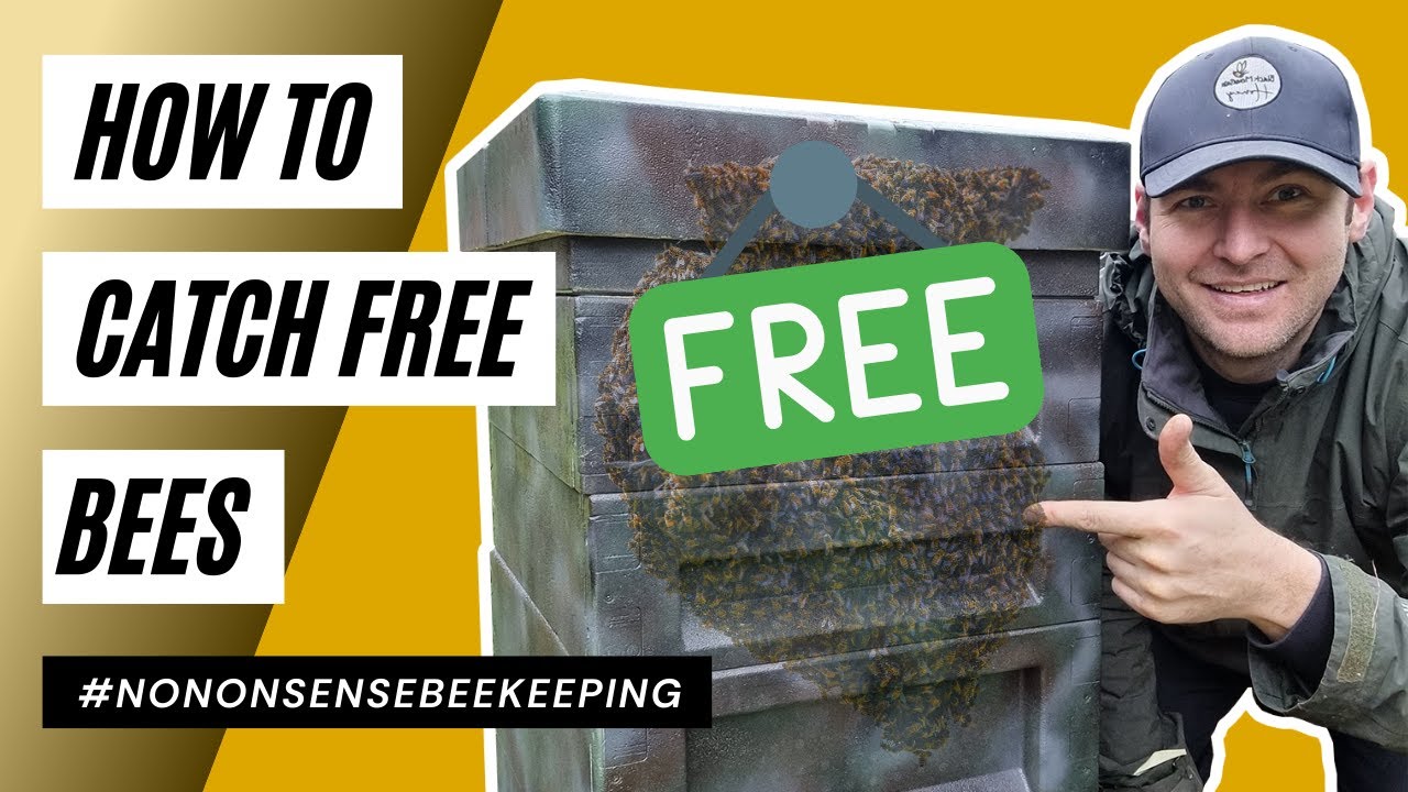 How To Catch Free Bees - Set Up Bait Hives To Catch Swarms In Spring