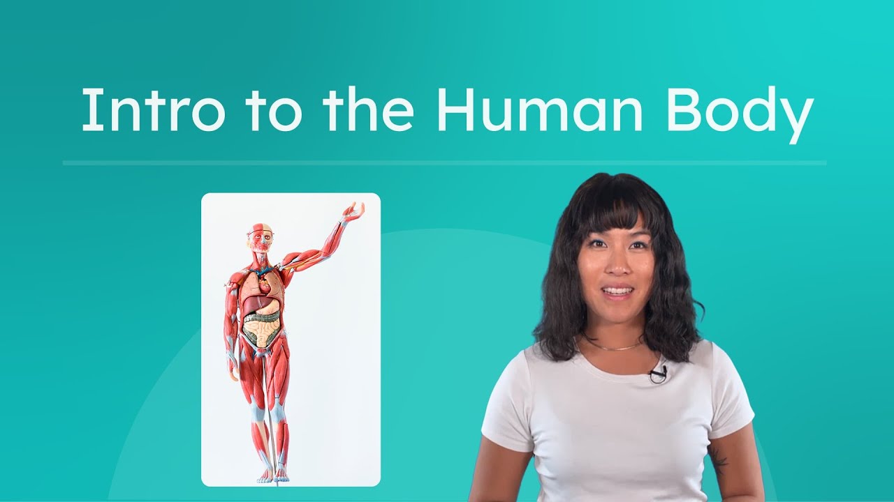 Intro to the Human Body - Overview of Body Systems