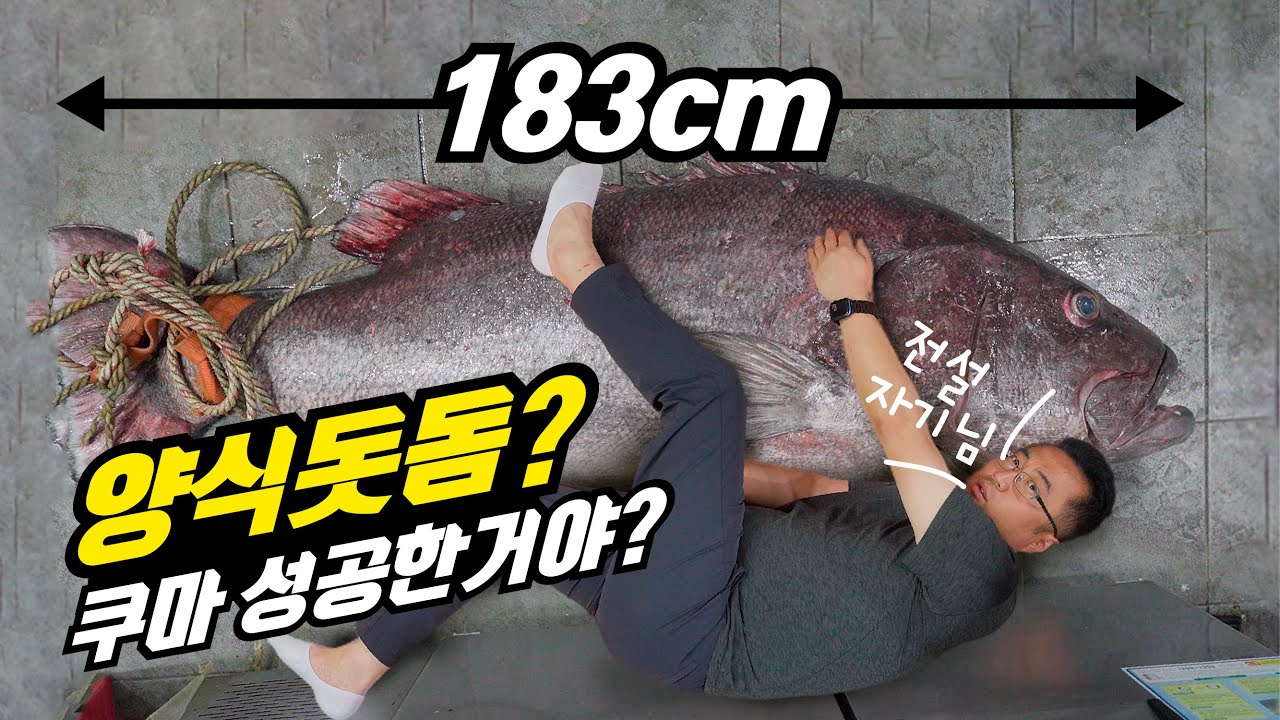 이번에는 제대로 잡힌 초대형 돗돔! 쿠마 돗돔 양식설?