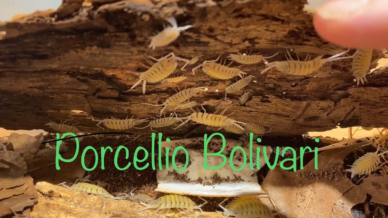 Isopod Care Guide - Porcellio Bolivari