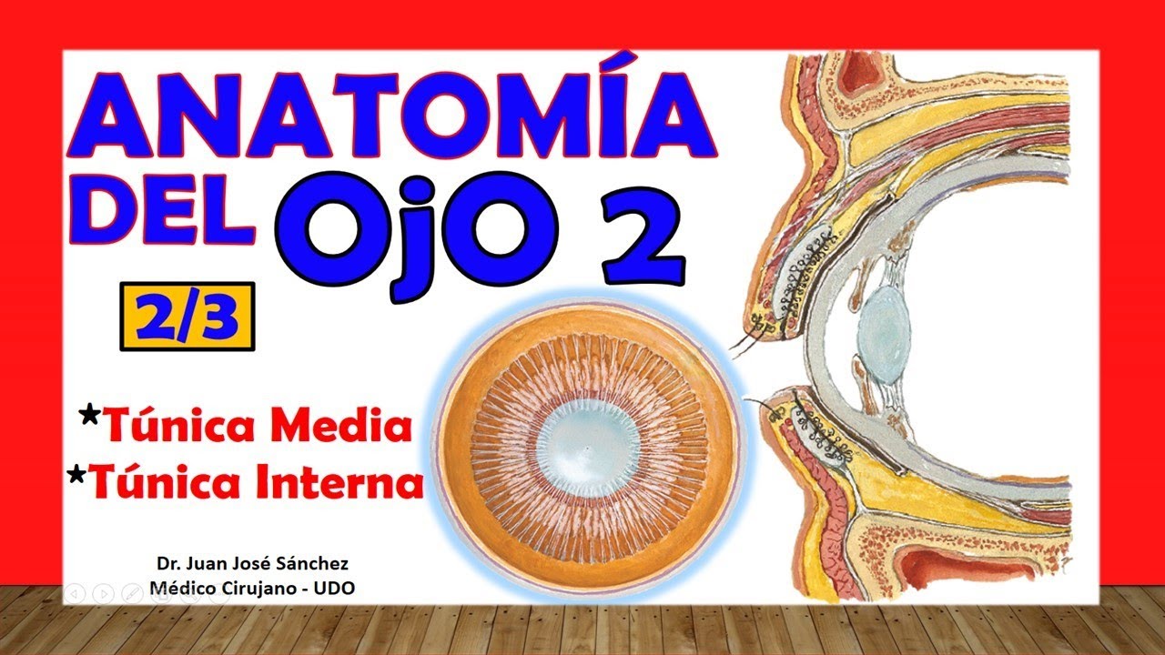 🥇 Anatomía del OJO 2/3 - Túnica Media y Túnica Interna