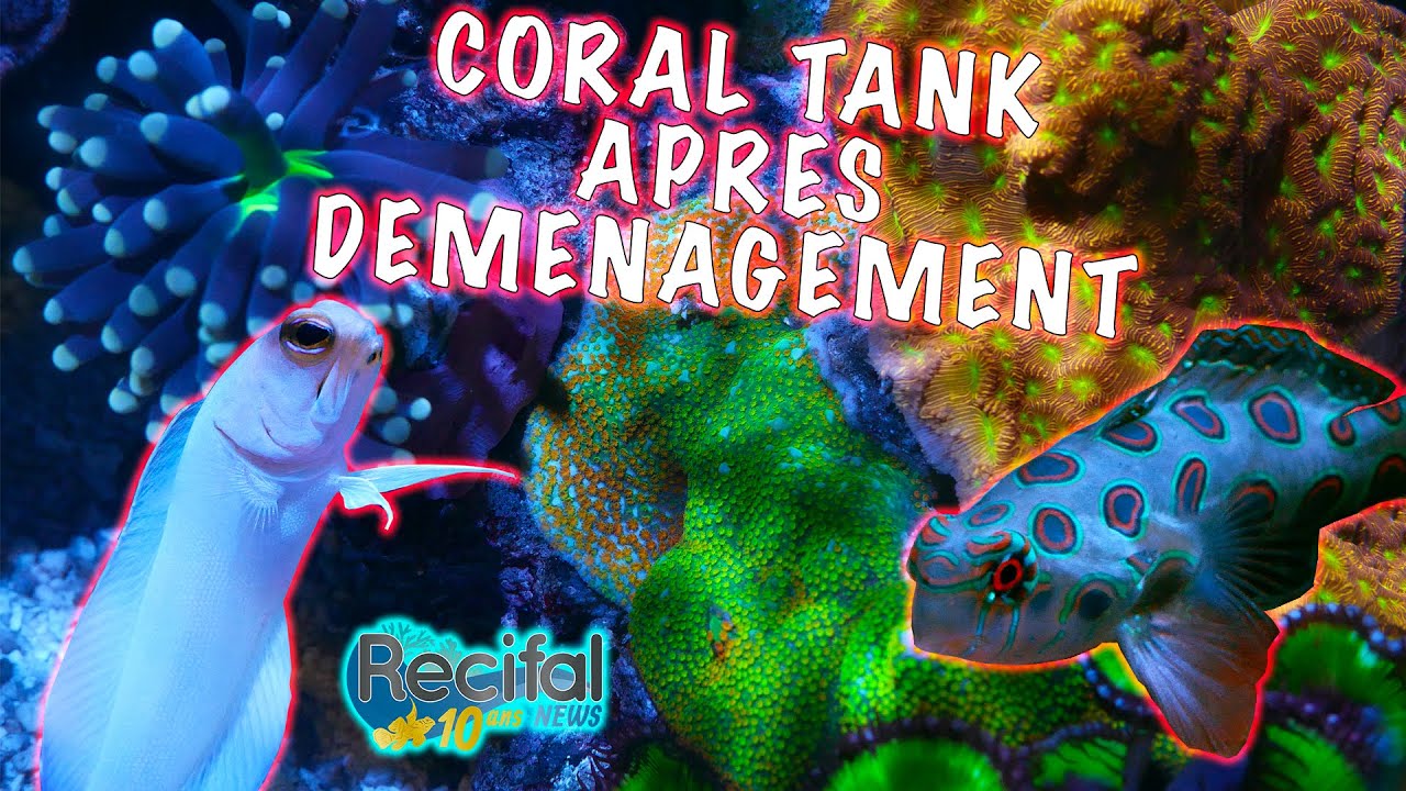 [VLOG#15] Axel : Coral tank après déménagement