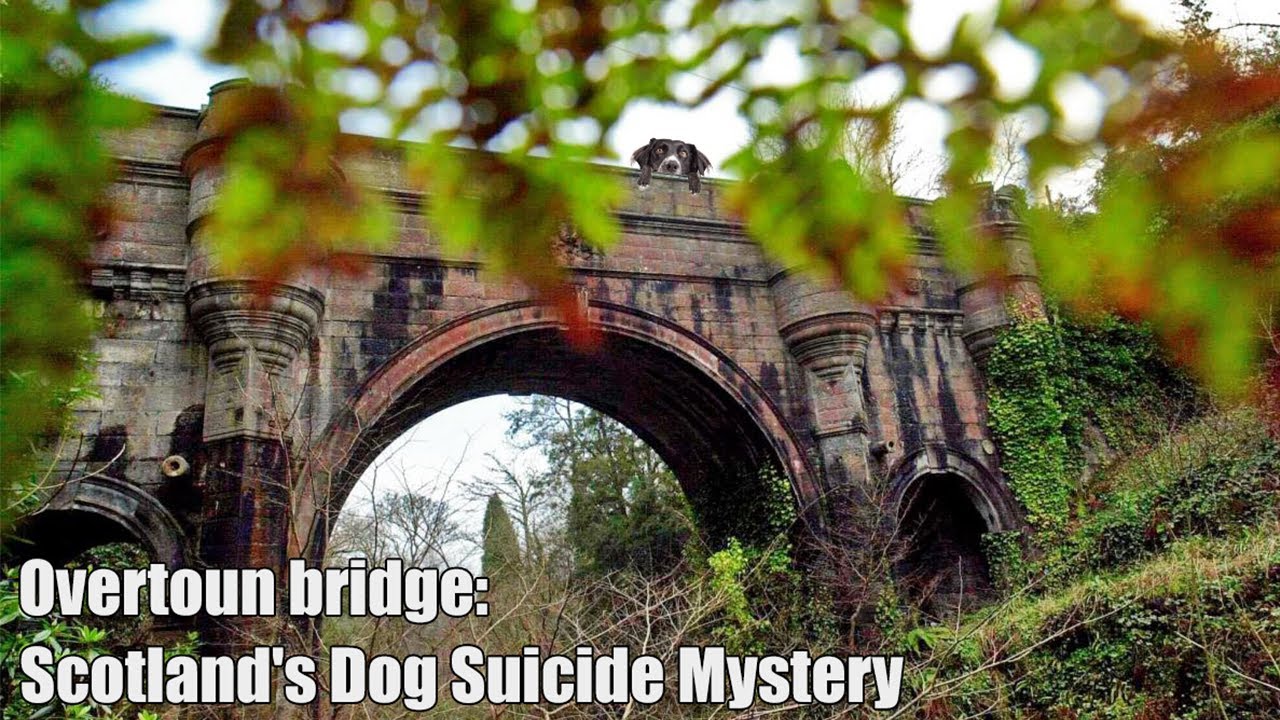 Overtoun Bridge: Scotland's Dog Suicide Mystery