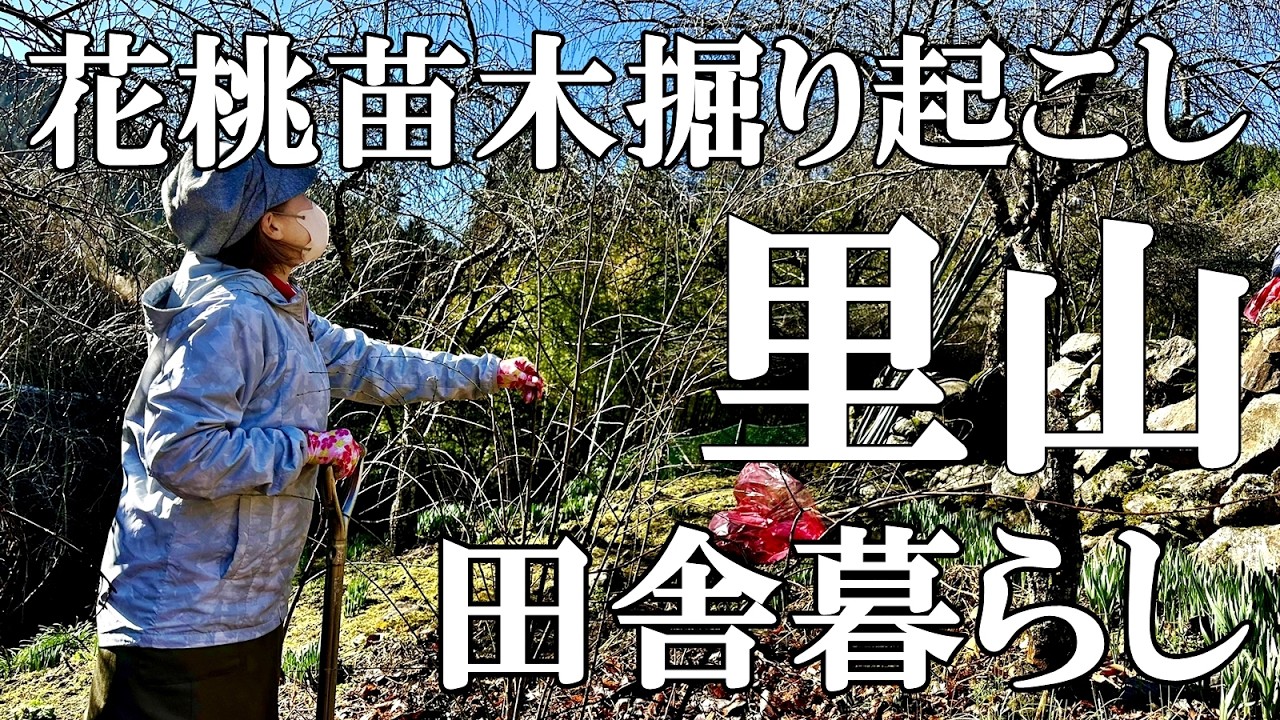 【里山】未知の道を散策  里山で花桃の苗木を掘る  鹿背ロースの唐揚げ  猫たちのアンモニャイト  自然豊かな山奥暮らしの日々｜村暮らし｜移住｜料理【標高800mの田舎暮らし】