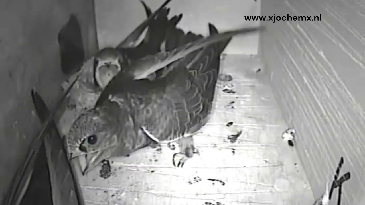 Voedersessie 2 jonge gierzwaluwen 8 augustus 2025