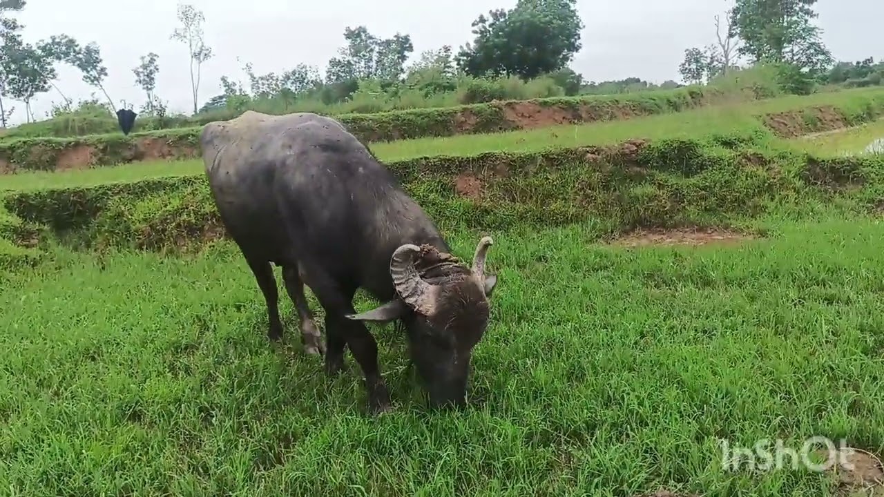 চন্দন মাহাত নূতনডি বরাবাজার থানার কাড়া সকাল-সকাল মৌসুম দেখুন 🐃🐃🐃