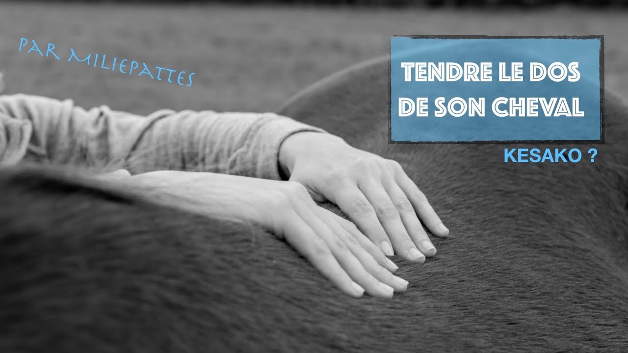 TENDRE LA LIGNE DE DOS de son cheval - Pourquoi ? Comment ?