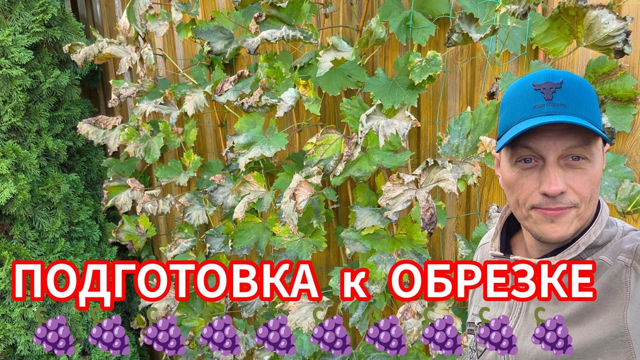 Вы уже готовите виноград 🍇 к обрезке? Я удаляю листву⁉️