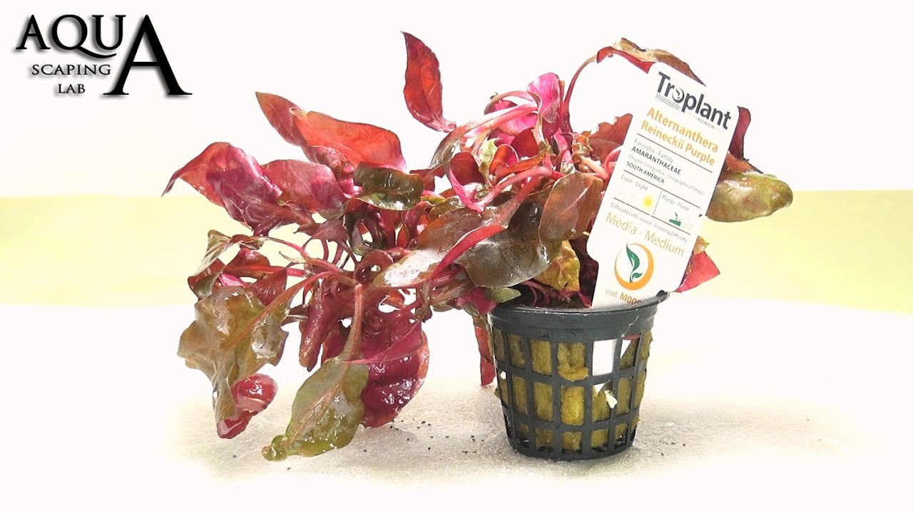 Aquascaping Lab - ALTERNANTHERA Aquatic Plant technical description and management (all varieties)