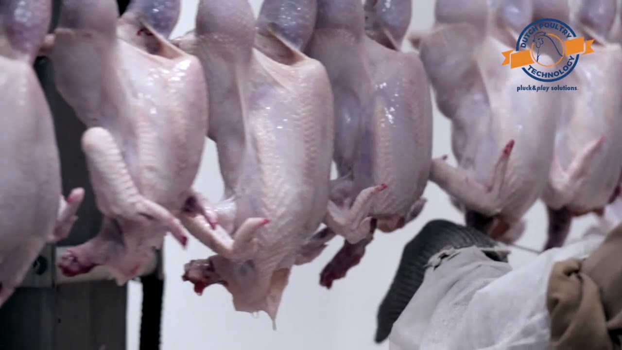 Dutch Poultry Tech's pluck and play poultry processing solutions 2000bph airchill  installed in UAE