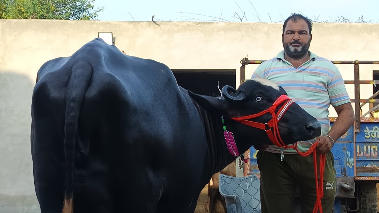 ਦਲੇਰ ਡੱਲ ਲੈ ਆਇਆ ਨੀਲੀ ਰਾਵੀ ਦਾ ਨਗੀਨਾ ਚੋਟੀ ਪਹਿਲਾਂ ਸੂਆ ਕਹਿੰਦਾ ਜਿਹੜਾ ਮਰਜੀ ਲੁੱਟ ਲੋ ਮੇਲਾ95 ਵਿੱਚ 9779249006👈