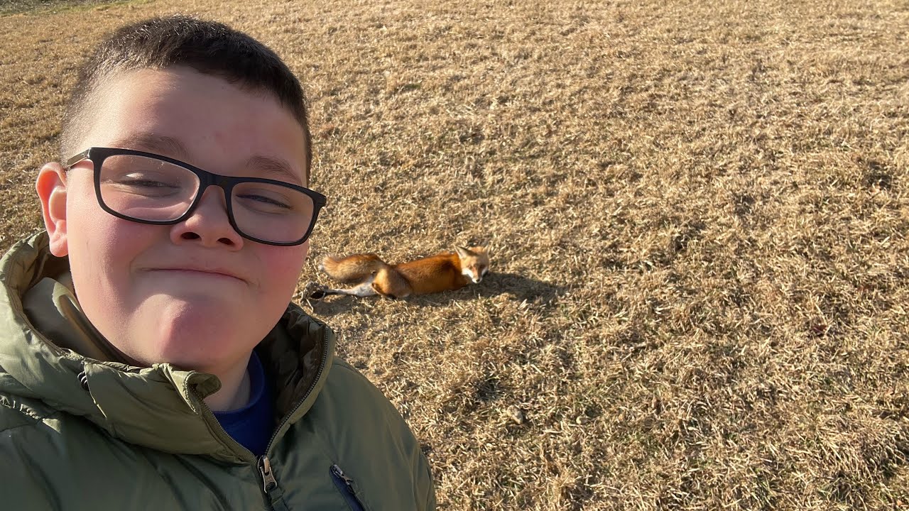 Trapping fox With a catch!!