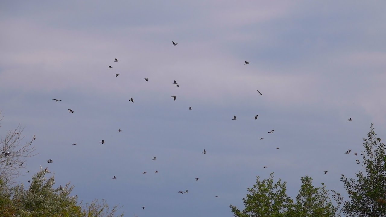 migration of wood pigeons and cranes I Zug der Ringeltauben & Kraniche
