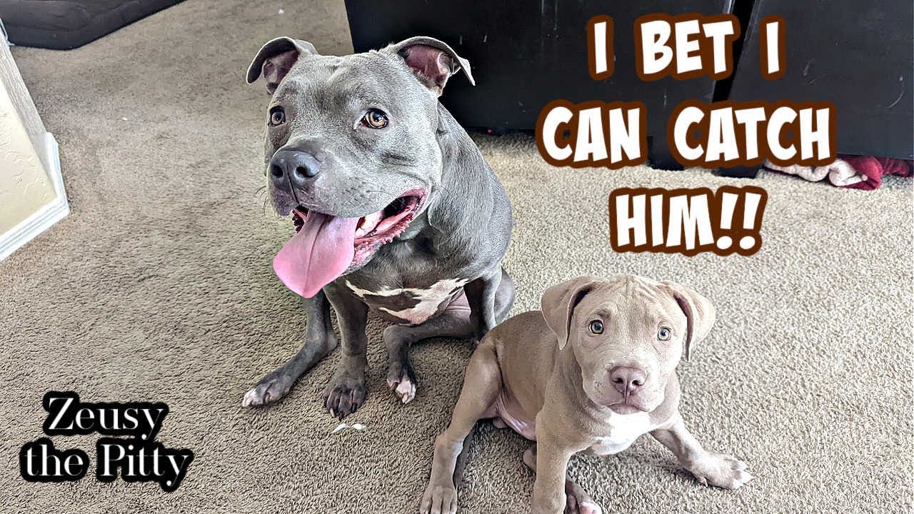 Big Pitbull Chasing Little Brother Around The House! These Dogs Are Priceless!!