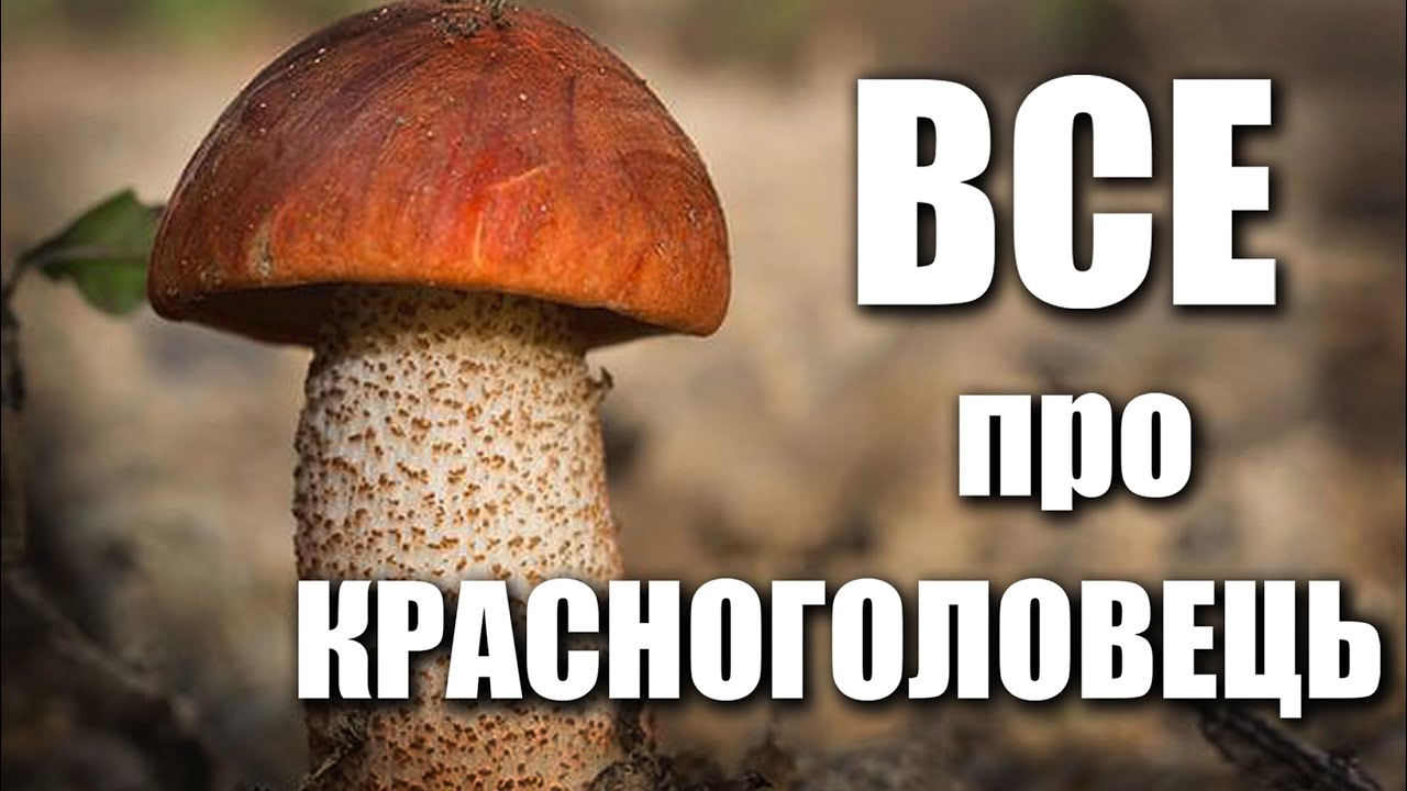Все що треба знати про яскраві лісові ГРИБИ КРАСНОГОЛОВЦІ!