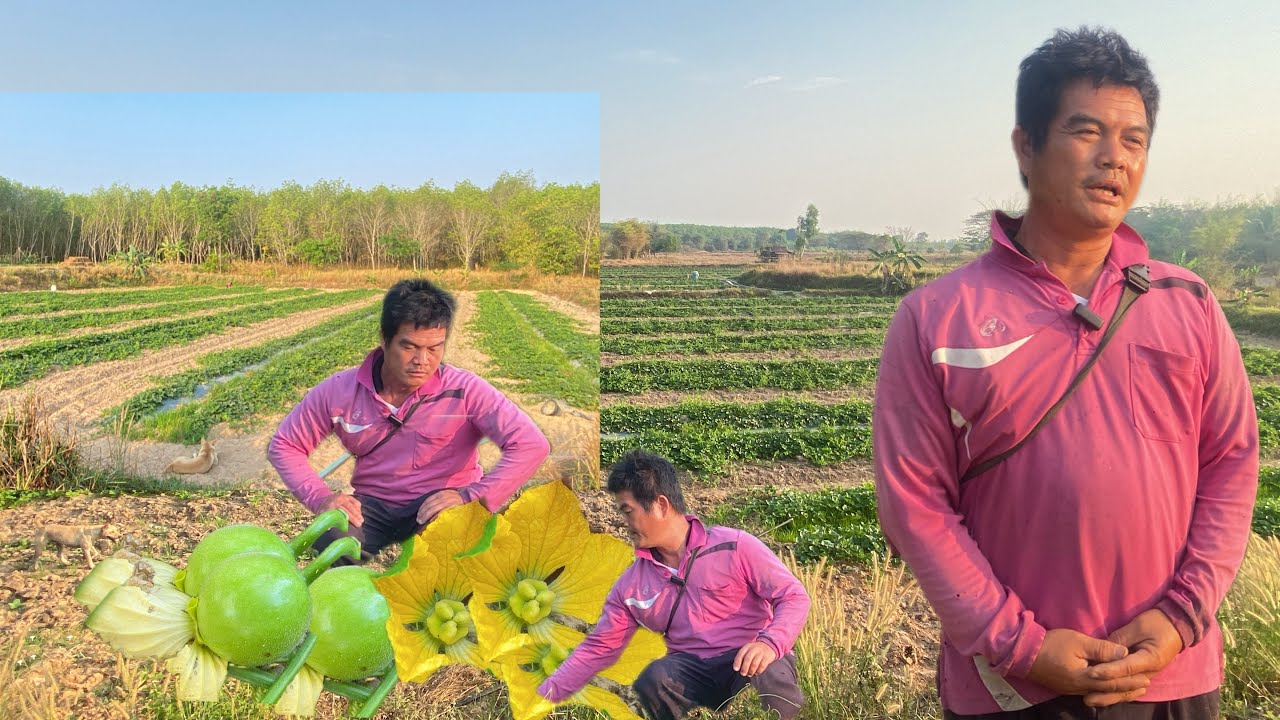 เกษตรกรปลูกฟักหอม1ไร่‼️พลิกผืนนาทึ่มีแต่ตอฟางข้าวแห้งๆ ปลูกฟักหอมสร้างเงิน สร้างอาชีพสร้างรายได้