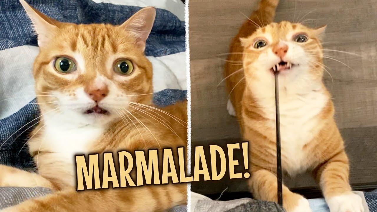 Orange Cat Energy! 🧡🤣