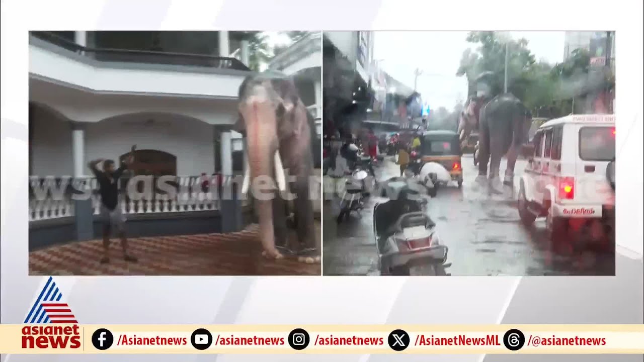 തൃശ്ശൂരില്‍ നഗരത്തില്‍ ആശങ്ക പരത്തി ആനയുമായി  പാപ്പാന്റെ സഞ്ചാരം