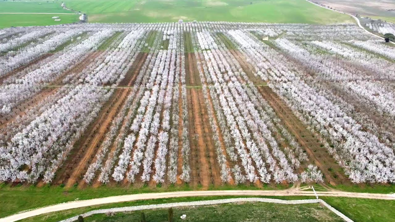 Masseria Torre di Nebbia - La magia dei nostri mandorli in fiore
