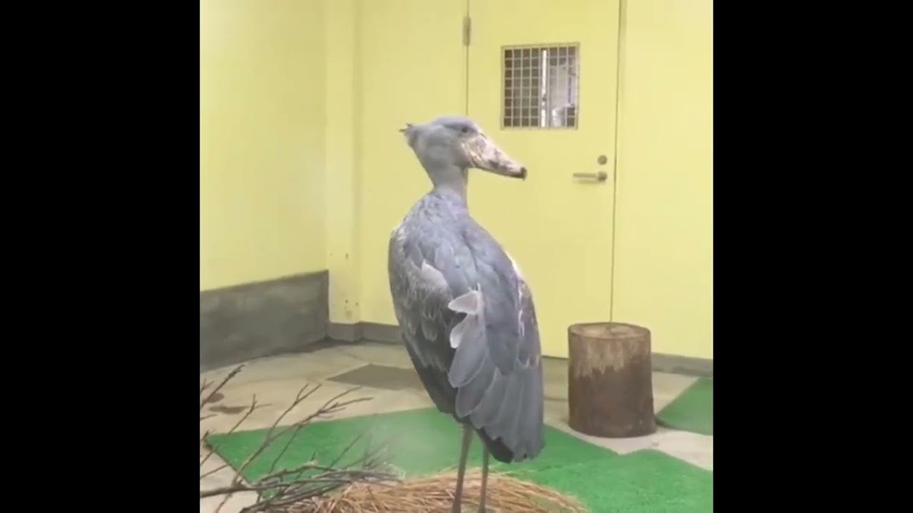 5年前のハシビロコウはるる　のいち動物公園のはるる
