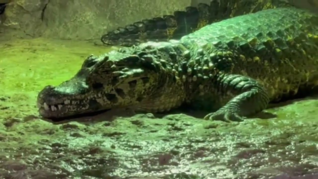 Aquarium Pula/The biggest aquarium in Croatia 2024