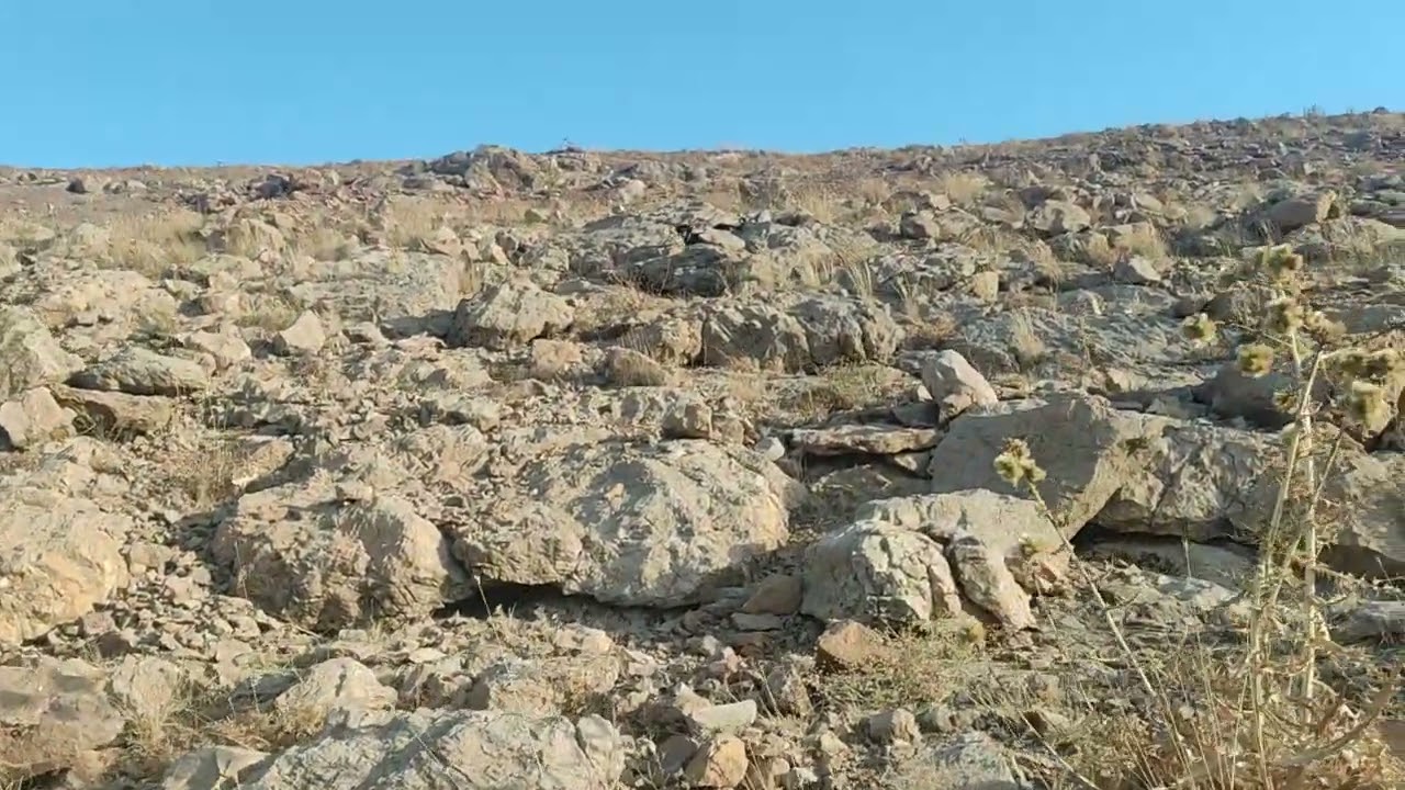 walking with salukis in Iran