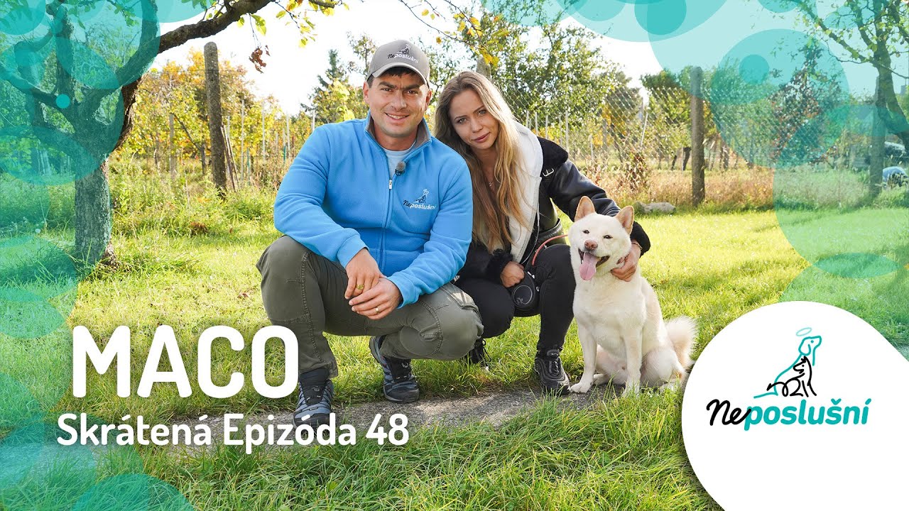 AGRESÍVNY PSÍK, KTORÝ UHRYZOL UŽ CELÚ RODINU! 😱🐶MACO (skrátené časti) | NEPOSLUŠNÍ