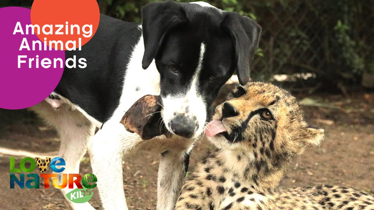 This Dog and Cheetah Pair Change the Game! | Love Nature Kids