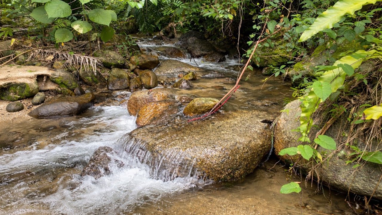 1 Hours of Relaxing Forest Stream Sounds Natural Water Flow for Deep Brain Calm & Stress Relief
