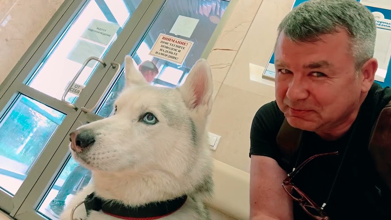 ХАСКИ БАНДИТ РЕЖИМ СУПЕР ВОЛКА! РАЗРУШИЛ ВЕТЕРИНАРНУЮ КЛИНИКУ!! Корги Кекс Говорящая собака