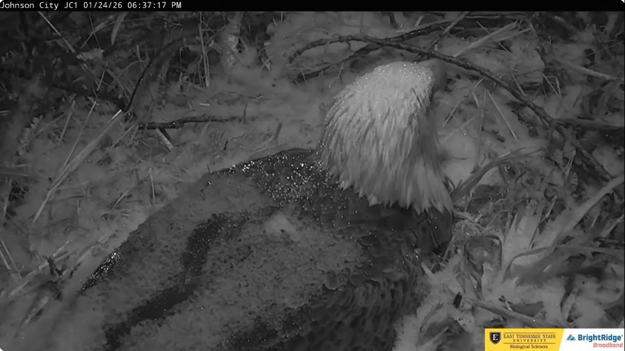 Mating, Jolene in the snow 24.01.2026 ETSU Eagle Cameras Johnson City Cam 1/Cam 3: ETSU Eagle Camera