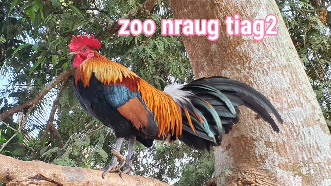 Qaib dab qua ntog qua xaus txog nqe kuj muag