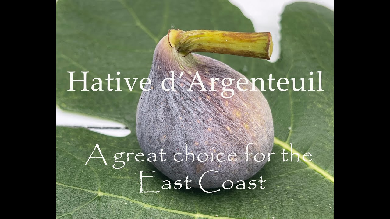 Hative d'Argenteuil - A great choice for the East Coast!