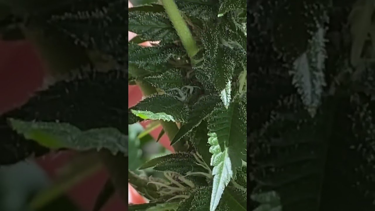 Og skunk