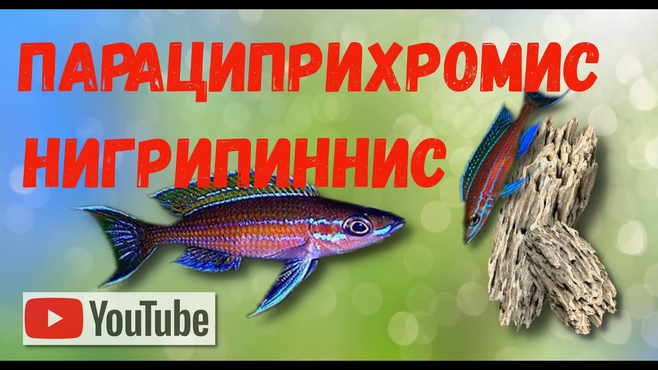Знакомство с Paracyprichromis nigripinnis «Blue Neon»