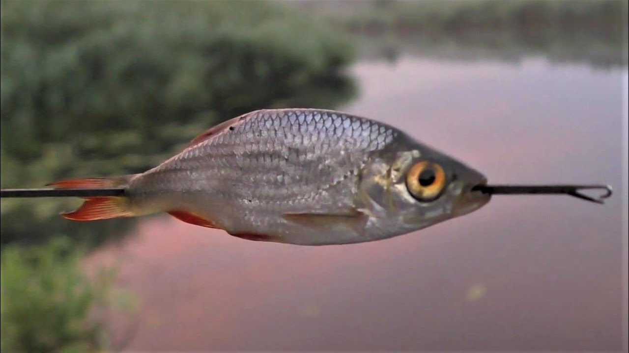 mit TOTEM KÖDERFISCH angeln auf??? Mal gucken was so geht!  WELS, AAL, PLÖTZE, BRASSEN, BARSCH???