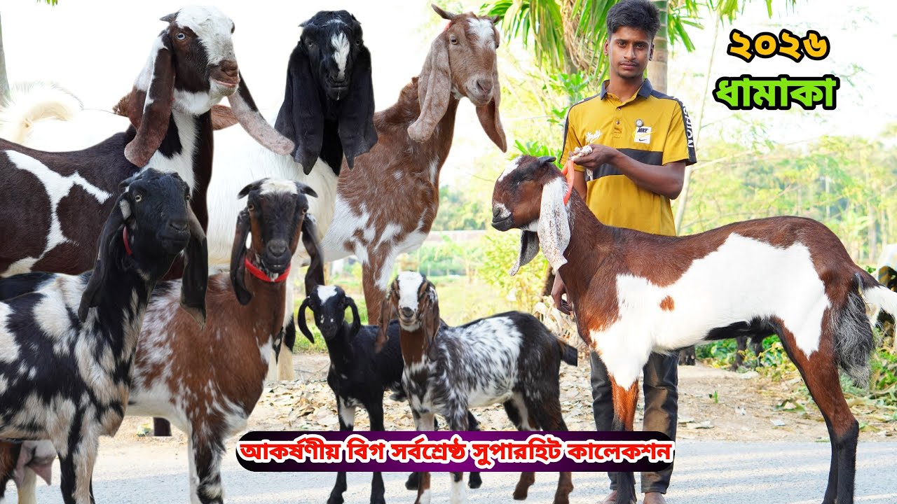 সর্বনিম্ন পাইকারি রেটে আকর্ষণীয় বিগ সর্বশ্রেষ্ঠ সুপারহিট দুধের,গাভিন,মা বাচ্চা,খাসি ও পাঠা কিনুন।