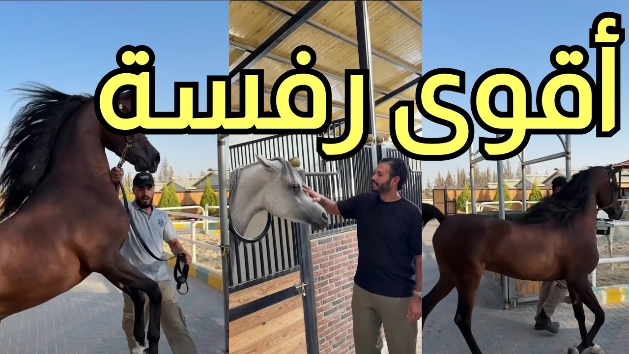 عمرك شوفت رفسة بالمنظر دا؟